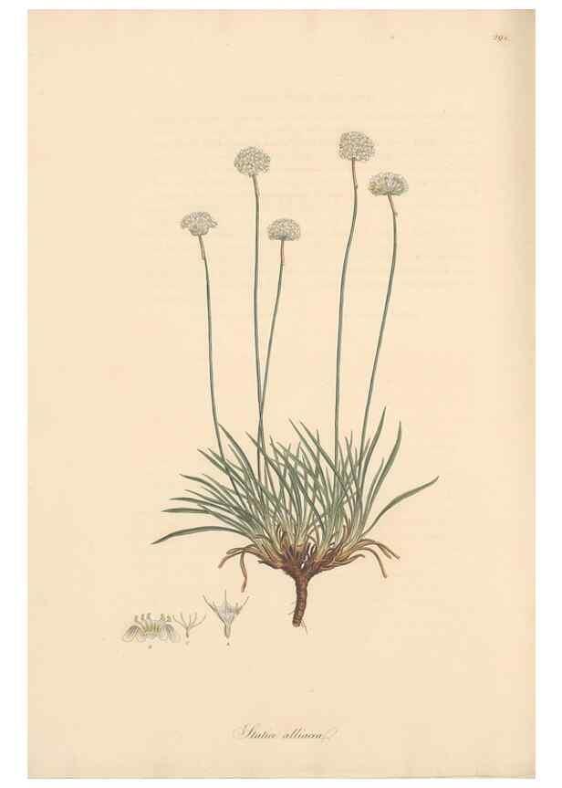 Reproducción/Reproduction 49557455162: Flora Graeca, sive, Plantarum rariorum historia, quas in provinciis aut insulis Graeciae /. Londini :Typis Richardi Taylor et socii, in Vico Shoe-Lane :MDCCCVI-MDCCCXL [1806-1840].. 