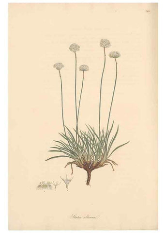 Reproducción/Reproduction 49557455162: Flora Graeca, sive, Plantarum rariorum historia, quas in provinciis aut insulis Graeciae /. Londini :Typis Richardi Taylor et socii, in Vico Shoe-Lane :MDCCCVI-MDCCCXL [1806-1840].. 
