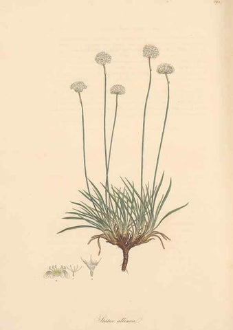 Reproducción/Reproduction 49557455162: Flora Graeca, sive, Plantarum rariorum historia, quas in provinciis aut insulis Graeciae /. Londini :Typis Richardi Taylor et socii, in Vico Shoe-Lane :MDCCCVI-MDCCCXL [1806-1840].. 
