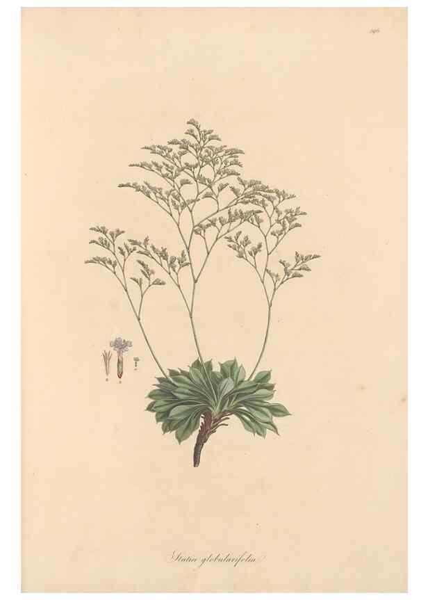 Reproducción/Reproduction 49557455892: Flora Graeca, sive, Plantarum rariorum historia, quas in provinciis aut insulis Graeciae /. Londini :Typis Richardi Taylor et socii, in Vico Shoe-Lane :MDCCCVI-MDCCCXL [1806-1840].. 