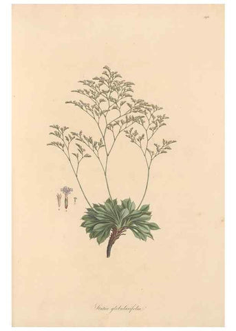Reproducción/Reproduction 49557455892: Flora Graeca, sive, Plantarum rariorum historia, quas in provinciis aut insulis Graeciae /. Londini :Typis Richardi Taylor et socii, in Vico Shoe-Lane :MDCCCVI-MDCCCXL [1806-1840].. 