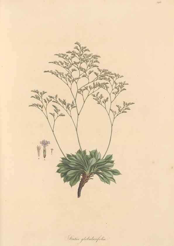 Reproducción/Reproduction 49557455892: Flora Graeca, sive, Plantarum rariorum historia, quas in provinciis aut insulis Graeciae /. Londini :Typis Richardi Taylor et socii, in Vico Shoe-Lane :MDCCCVI-MDCCCXL [1806-1840].. 
