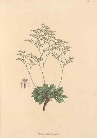 Reproducción/Reproduction 49557455892: Flora Graeca, sive, Plantarum rariorum historia, quas in provinciis aut insulis Graeciae /. Londini :Typis Richardi Taylor et socii, in Vico Shoe-Lane :MDCCCVI-MDCCCXL [1806-1840].. 