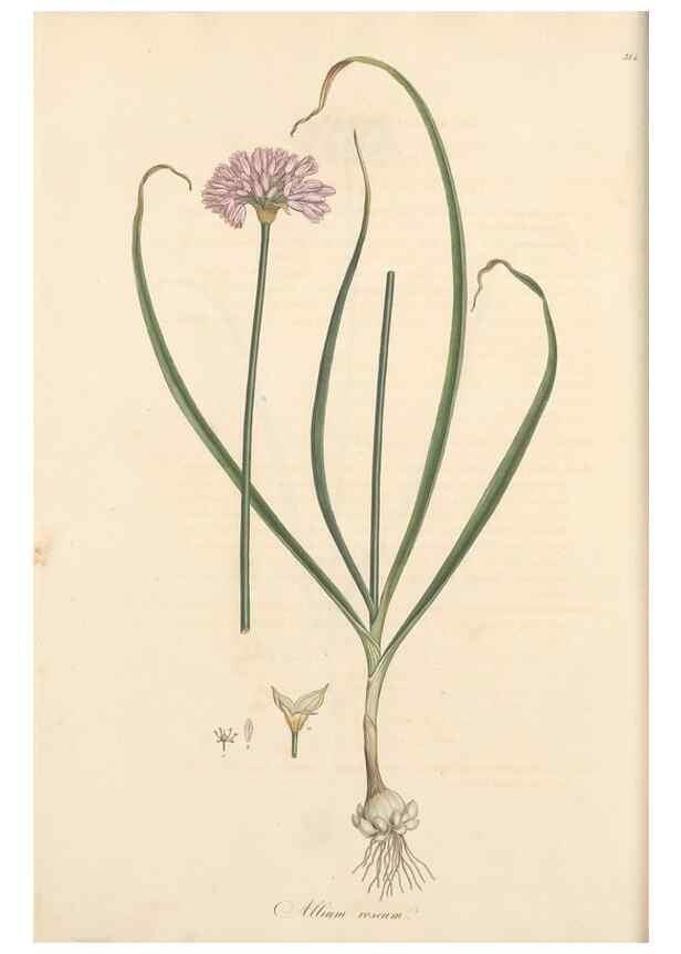 Reproducción/Reproduction 49556867738: Flora Graeca, sive, Plantarum rariorum historia, quas in provinciis aut insulis Graeciae /. Londini :Typis Richardi Taylor et socii, in Vico Shoe-Lane :MDCCCVI-MDCCCXL [1806-1840].. 