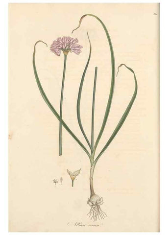 Reproducción/Reproduction 49556867738: Flora Graeca, sive, Plantarum rariorum historia, quas in provinciis aut insulis Graeciae /. Londini :Typis Richardi Taylor et socii, in Vico Shoe-Lane :MDCCCVI-MDCCCXL [1806-1840].. 