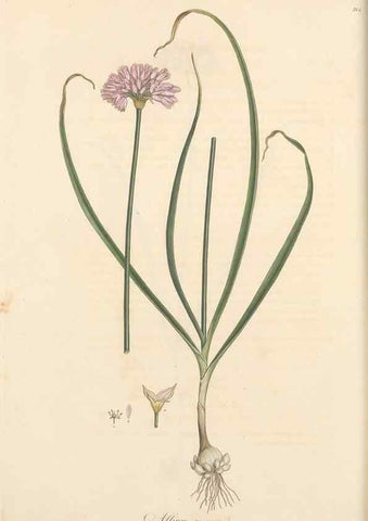 Reproducción/Reproduction 49556867738: Flora Graeca, sive, Plantarum rariorum historia, quas in provinciis aut insulis Graeciae /. Londini :Typis Richardi Taylor et socii, in Vico Shoe-Lane :MDCCCVI-MDCCCXL [1806-1840].. 