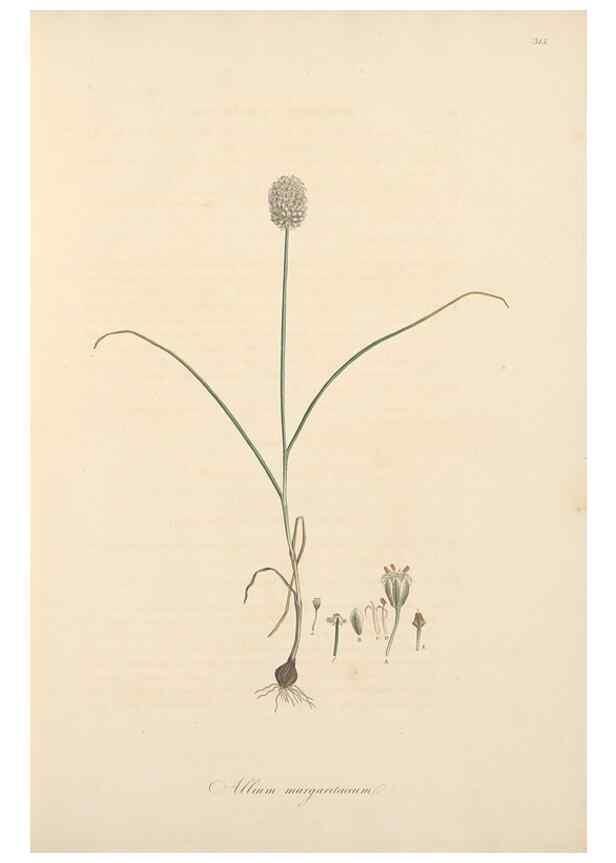 Reproducción/Reproduction 49557601822: Flora Graeca, sive, Plantarum rariorum historia, quas in provinciis aut insulis Graeciae /. Londini :Typis Richardi Taylor et socii, in Vico Shoe-Lane :MDCCCVI-MDCCCXL [1806-1840].. 
