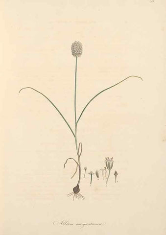 Reproducción/Reproduction 49557601822: Flora Graeca, sive, Plantarum rariorum historia, quas in provinciis aut insulis Graeciae /. Londini :Typis Richardi Taylor et socii, in Vico Shoe-Lane :MDCCCVI-MDCCCXL [1806-1840].. 