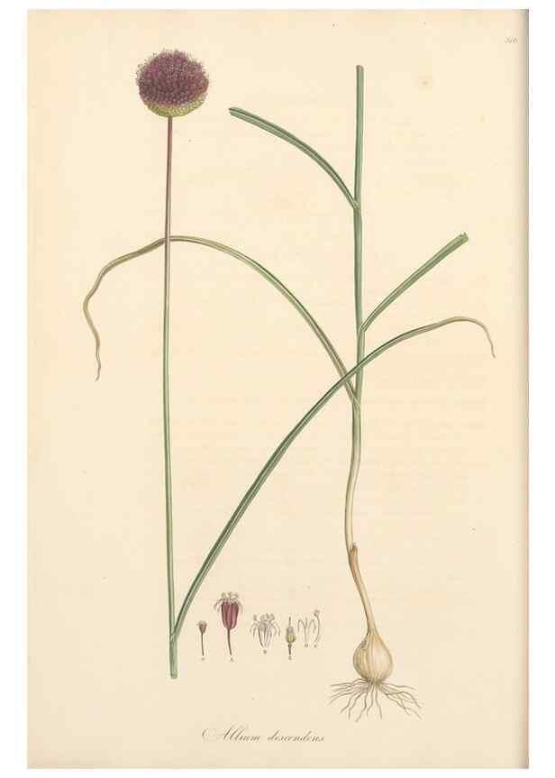 Reproducción/Reproduction 49557366821: Flora Graeca, sive, Plantarum rariorum historia, quas in provinciis aut insulis Graeciae /. Londini :Typis Richardi Taylor et socii, in Vico Shoe-Lane :MDCCCVI-MDCCCXL [1806-1840].. 