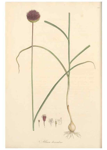 Reproducción/Reproduction 49557366821: Flora Graeca, sive, Plantarum rariorum historia, quas in provinciis aut insulis Graeciae /. Londini :Typis Richardi Taylor et socii, in Vico Shoe-Lane :MDCCCVI-MDCCCXL [1806-1840].. 