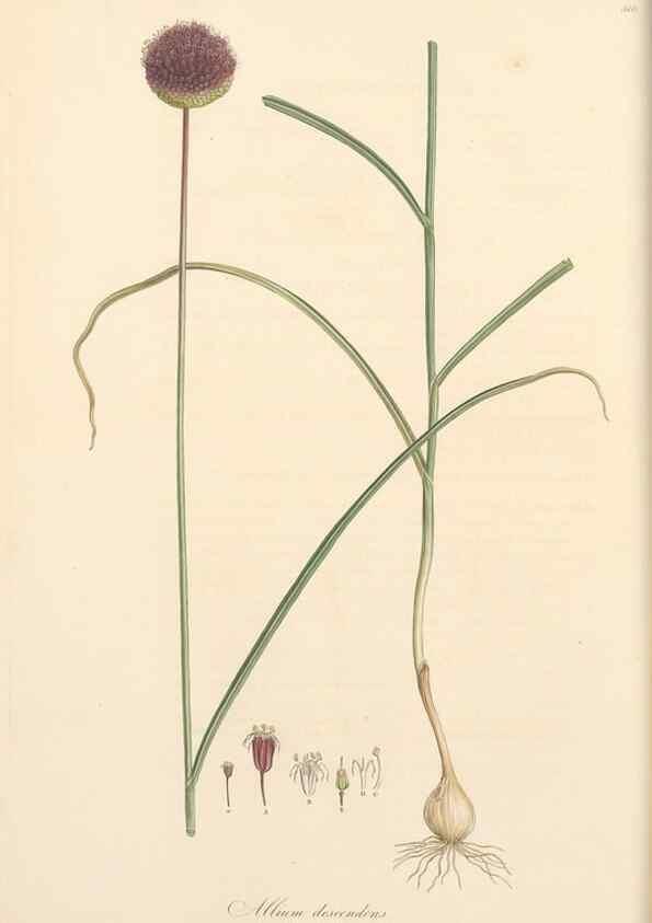 Reproducción/Reproduction 49557366821: Flora Graeca, sive, Plantarum rariorum historia, quas in provinciis aut insulis Graeciae /. Londini :Typis Richardi Taylor et socii, in Vico Shoe-Lane :MDCCCVI-MDCCCXL [1806-1840].. 