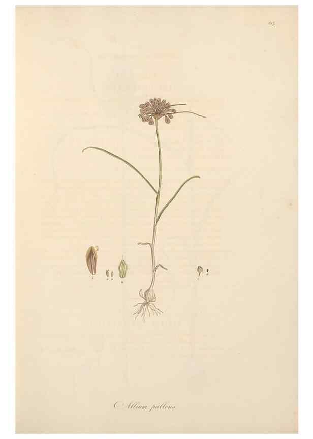 Reproducción/Reproduction 49557367101: Flora Graeca, sive, Plantarum rariorum historia, quas in provinciis aut insulis Graeciae /. Londini :Typis Richardi Taylor et socii, in Vico Shoe-Lane :MDCCCVI-MDCCCXL [1806-1840].. 