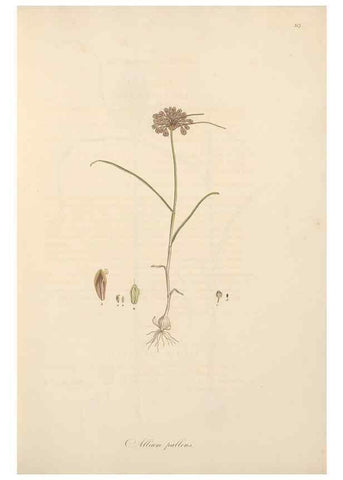 Reproducción/Reproduction 49557367101: Flora Graeca, sive, Plantarum rariorum historia, quas in provinciis aut insulis Graeciae /. Londini :Typis Richardi Taylor et socii, in Vico Shoe-Lane :MDCCCVI-MDCCCXL [1806-1840].. 