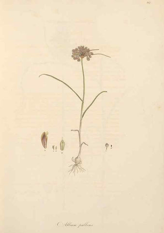 Reproducción/Reproduction 49557367101: Flora Graeca, sive, Plantarum rariorum historia, quas in provinciis aut insulis Graeciae /. Londini :Typis Richardi Taylor et socii, in Vico Shoe-Lane :MDCCCVI-MDCCCXL [1806-1840].. 