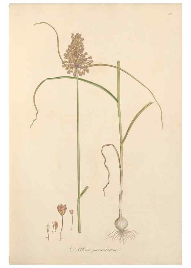 Reproducción/Reproduction 49557602597: Flora Graeca, sive, Plantarum rariorum historia, quas in provinciis aut insulis Graeciae /. Londini :Typis Richardi Taylor et socii, in Vico Shoe-Lane :MDCCCVI-MDCCCXL [1806-1840].. 