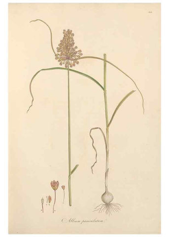 Reproducción/Reproduction 49557602597: Flora Graeca, sive, Plantarum rariorum historia, quas in provinciis aut insulis Graeciae /. Londini :Typis Richardi Taylor et socii, in Vico Shoe-Lane :MDCCCVI-MDCCCXL [1806-1840].. 