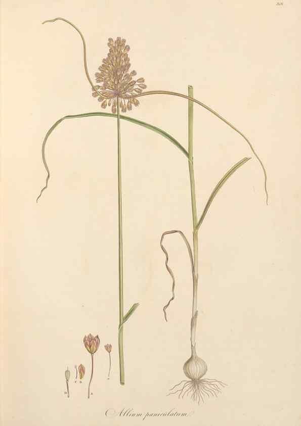 Reproducción/Reproduction 49557602597: Flora Graeca, sive, Plantarum rariorum historia, quas in provinciis aut insulis Graeciae /. Londini :Typis Richardi Taylor et socii, in Vico Shoe-Lane :MDCCCVI-MDCCCXL [1806-1840].. 