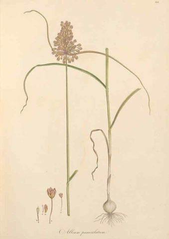 Reproducción/Reproduction 49557602597: Flora Graeca, sive, Plantarum rariorum historia, quas in provinciis aut insulis Graeciae /. Londini :Typis Richardi Taylor et socii, in Vico Shoe-Lane :MDCCCVI-MDCCCXL [1806-1840].. 