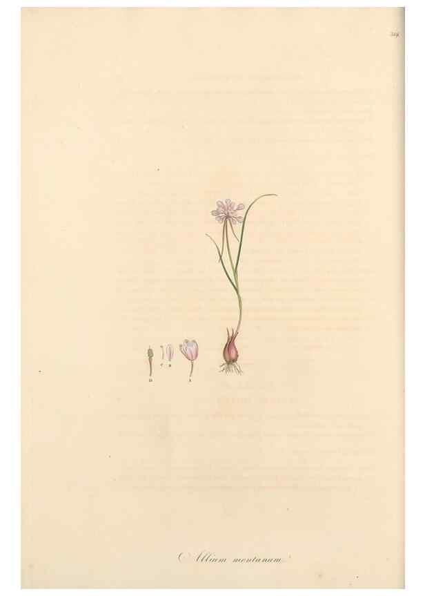 Reproducción/Reproduction 49556869273: Flora Graeca, sive, Plantarum rariorum historia, quas in provinciis aut insulis Graeciae /. Londini :Typis Richardi Taylor et socii, in Vico Shoe-Lane :MDCCCVI-MDCCCXL [1806-1840].. 