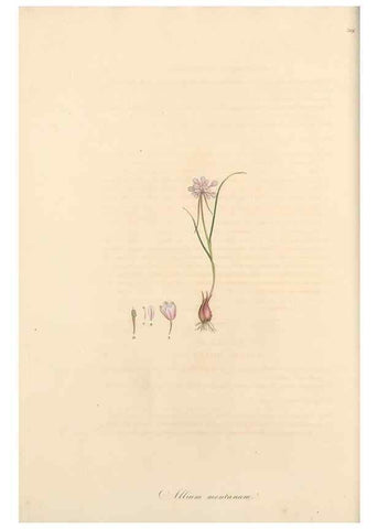 Reproducción/Reproduction 49556869273: Flora Graeca, sive, Plantarum rariorum historia, quas in provinciis aut insulis Graeciae /. Londini :Typis Richardi Taylor et socii, in Vico Shoe-Lane :MDCCCVI-MDCCCXL [1806-1840].. 