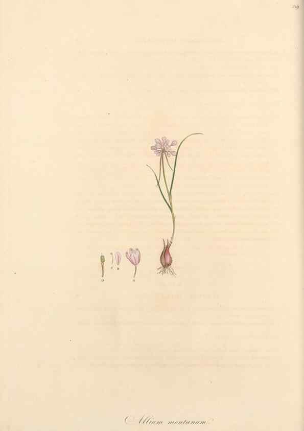 Reproducción/Reproduction 49556869273: Flora Graeca, sive, Plantarum rariorum historia, quas in provinciis aut insulis Graeciae /. Londini :Typis Richardi Taylor et socii, in Vico Shoe-Lane :MDCCCVI-MDCCCXL [1806-1840].. 