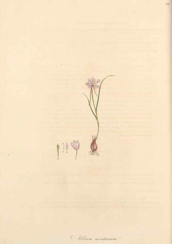 Reproducción/Reproduction 49556869273: Flora Graeca, sive, Plantarum rariorum historia, quas in provinciis aut insulis Graeciae /. Londini :Typis Richardi Taylor et socii, in Vico Shoe-Lane :MDCCCVI-MDCCCXL [1806-1840].. 