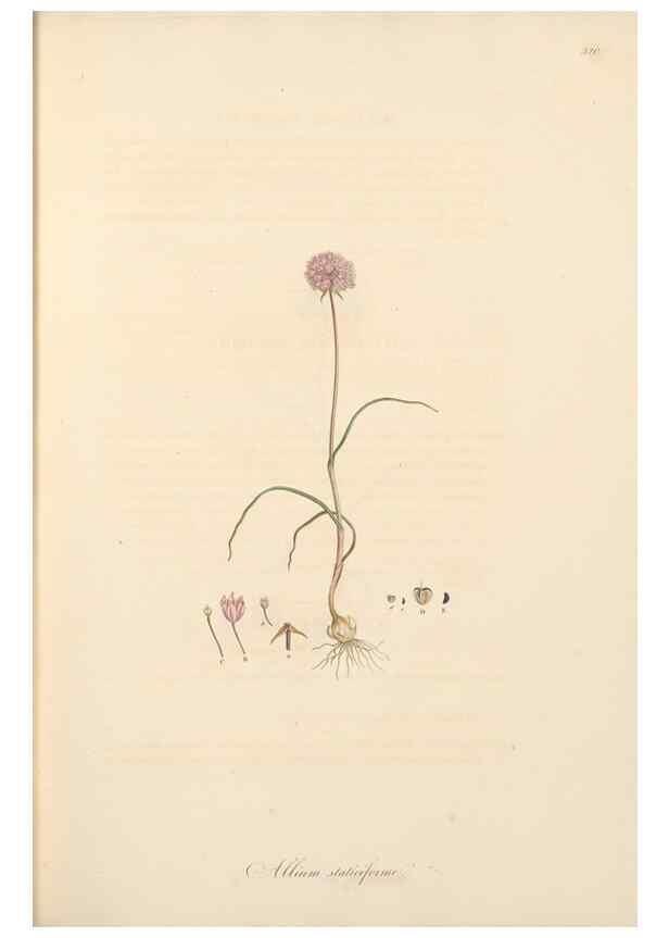 Reproducción/Reproduction 49557368126: Flora Graeca, sive, Plantarum rariorum historia, quas in provinciis aut insulis Graeciae /. Londini :Typis Richardi Taylor et socii, in Vico Shoe-Lane :MDCCCVI-MDCCCXL [1806-1840].. 
