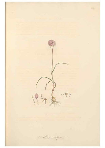 Reproducción/Reproduction 49557368126: Flora Graeca, sive, Plantarum rariorum historia, quas in provinciis aut insulis Graeciae /. Londini :Typis Richardi Taylor et socii, in Vico Shoe-Lane :MDCCCVI-MDCCCXL [1806-1840].. 