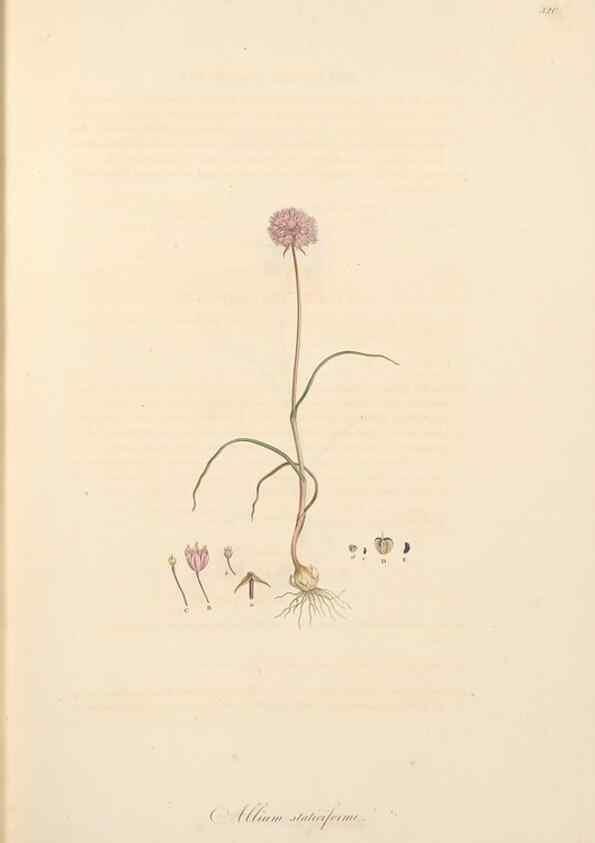 Reproducción/Reproduction 49557368126: Flora Graeca, sive, Plantarum rariorum historia, quas in provinciis aut insulis Graeciae /. Londini :Typis Richardi Taylor et socii, in Vico Shoe-Lane :MDCCCVI-MDCCCXL [1806-1840].. 