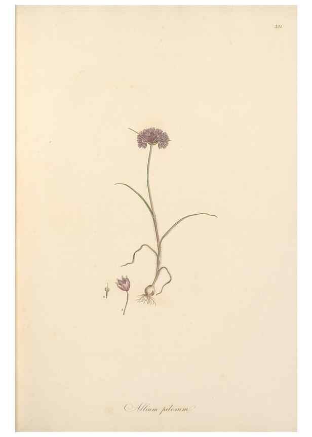 Reproducción/Reproduction 49556869823: Flora Graeca, sive, Plantarum rariorum historia, quas in provinciis aut insulis Graeciae /. Londini :Typis Richardi Taylor et socii, in Vico Shoe-Lane :MDCCCVI-MDCCCXL [1806-1840].. 