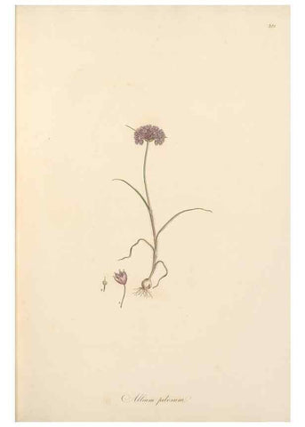 Reproducción/Reproduction 49556869823: Flora Graeca, sive, Plantarum rariorum historia, quas in provinciis aut insulis Graeciae /. Londini :Typis Richardi Taylor et socii, in Vico Shoe-Lane :MDCCCVI-MDCCCXL [1806-1840].. 