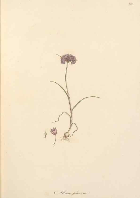 Reproducción/Reproduction 49556869823: Flora Graeca, sive, Plantarum rariorum historia, quas in provinciis aut insulis Graeciae /. Londini :Typis Richardi Taylor et socii, in Vico Shoe-Lane :MDCCCVI-MDCCCXL [1806-1840].. 