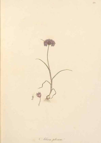 Reproducción/Reproduction 49556869823: Flora Graeca, sive, Plantarum rariorum historia, quas in provinciis aut insulis Graeciae /. Londini :Typis Richardi Taylor et socii, in Vico Shoe-Lane :MDCCCVI-MDCCCXL [1806-1840].. 