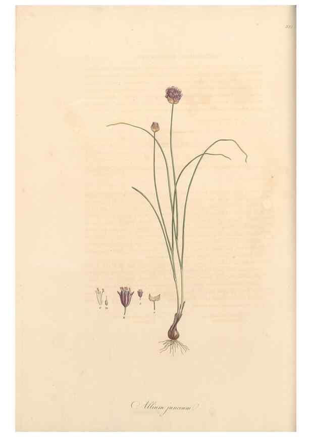 Reproducción/Reproduction 49556870148: Flora Graeca, sive, Plantarum rariorum historia, quas in provinciis aut insulis Graeciae /. Londini :Typis Richardi Taylor et socii, in Vico Shoe-Lane :MDCCCVI-MDCCCXL [1806-1840].. 