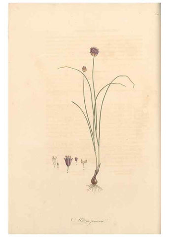 Reproducción/Reproduction 49556870148: Flora Graeca, sive, Plantarum rariorum historia, quas in provinciis aut insulis Graeciae /. Londini :Typis Richardi Taylor et socii, in Vico Shoe-Lane :MDCCCVI-MDCCCXL [1806-1840].. 