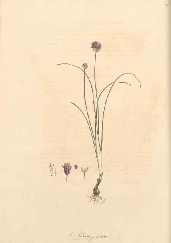 Reproducción/Reproduction 49556870148: Flora Graeca, sive, Plantarum rariorum historia, quas in provinciis aut insulis Graeciae /. Londini :Typis Richardi Taylor et socii, in Vico Shoe-Lane :MDCCCVI-MDCCCXL [1806-1840].. 