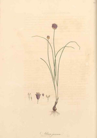 Reproducción/Reproduction 49556870148: Flora Graeca, sive, Plantarum rariorum historia, quas in provinciis aut insulis Graeciae /. Londini :Typis Richardi Taylor et socii, in Vico Shoe-Lane :MDCCCVI-MDCCCXL [1806-1840].. 