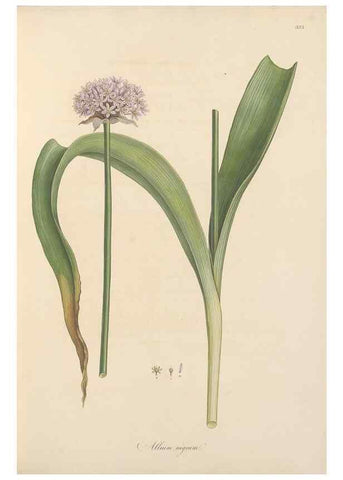 Reproducción/Reproduction 49557604082: Flora Graeca, sive, Plantarum rariorum historia, quas in provinciis aut insulis Graeciae /. Londini :Typis Richardi Taylor et socii, in Vico Shoe-Lane :MDCCCVI-MDCCCXL [1806-1840].. 