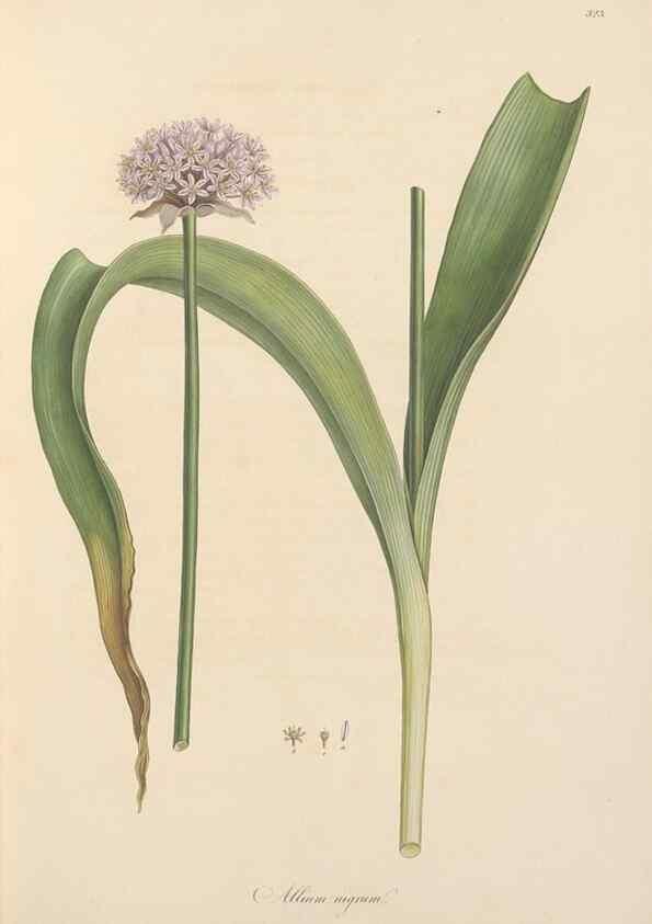 Reproducción/Reproduction 49557604082: Flora Graeca, sive, Plantarum rariorum historia, quas in provinciis aut insulis Graeciae /. Londini :Typis Richardi Taylor et socii, in Vico Shoe-Lane :MDCCCVI-MDCCCXL [1806-1840].. 