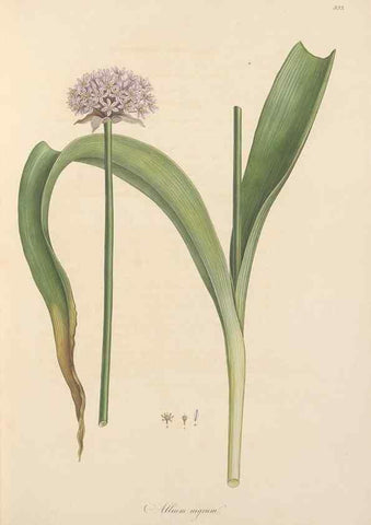Reproducción/Reproduction 49557604082: Flora Graeca, sive, Plantarum rariorum historia, quas in provinciis aut insulis Graeciae /. Londini :Typis Richardi Taylor et socii, in Vico Shoe-Lane :MDCCCVI-MDCCCXL [1806-1840].. 