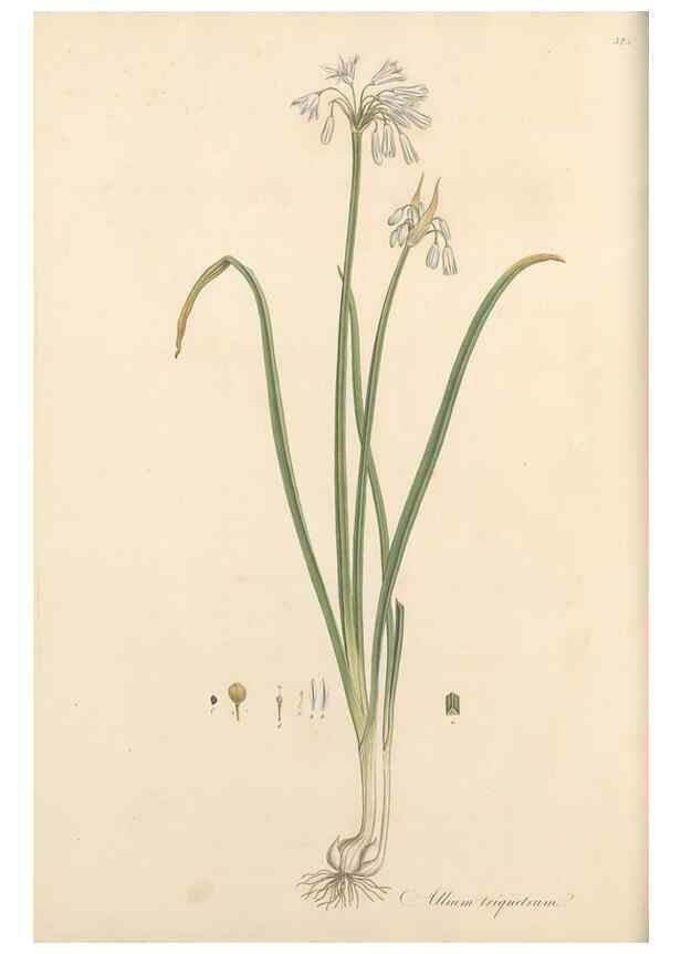 Reproducción/Reproduction 49556870738: Flora Graeca, sive, Plantarum rariorum historia, quas in provinciis aut insulis Graeciae /. Londini :Typis Richardi Taylor et socii, in Vico Shoe-Lane :MDCCCVI-MDCCCXL [1806-1840].. 