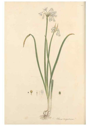 Reproducción/Reproduction 49556870738: Flora Graeca, sive, Plantarum rariorum historia, quas in provinciis aut insulis Graeciae /. Londini :Typis Richardi Taylor et socii, in Vico Shoe-Lane :MDCCCVI-MDCCCXL [1806-1840].. 