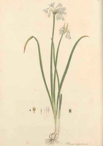 Reproducción/Reproduction 49556870738: Flora Graeca, sive, Plantarum rariorum historia, quas in provinciis aut insulis Graeciae /. Londini :Typis Richardi Taylor et socii, in Vico Shoe-Lane :MDCCCVI-MDCCCXL [1806-1840].. 