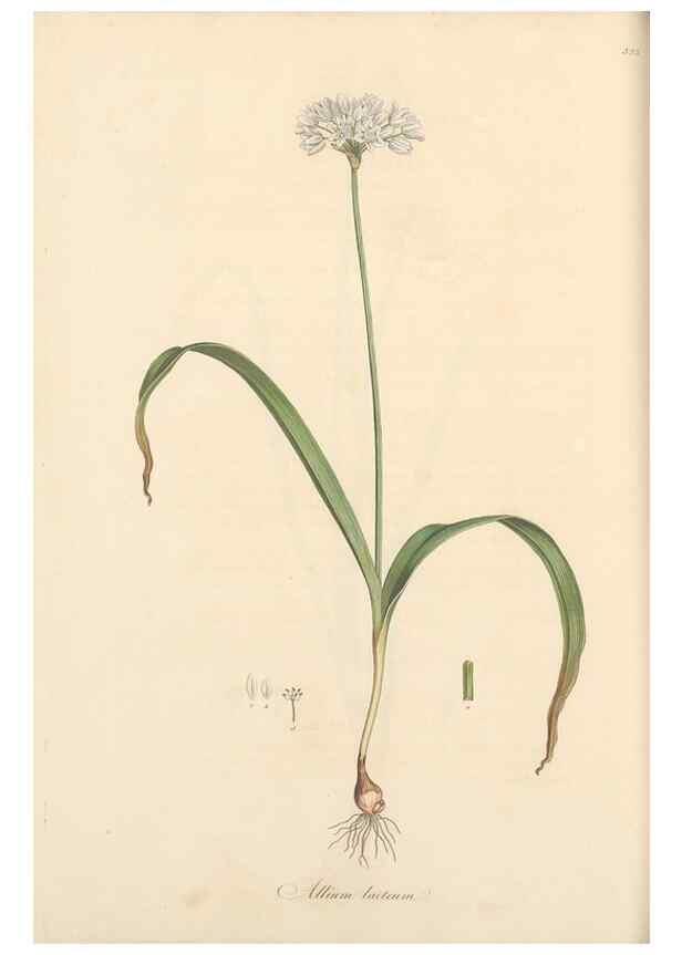 Reproducción/Reproduction 49557369631: Flora Graeca, sive, Plantarum rariorum historia, quas in provinciis aut insulis Graeciae /. Londini :Typis Richardi Taylor et socii, in Vico Shoe-Lane :MDCCCVI-MDCCCXL [1806-1840].. 