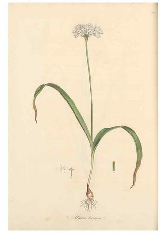 Reproducción/Reproduction 49557369631: Flora Graeca, sive, Plantarum rariorum historia, quas in provinciis aut insulis Graeciae /. Londini :Typis Richardi Taylor et socii, in Vico Shoe-Lane :MDCCCVI-MDCCCXL [1806-1840].. 