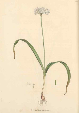 Reproducción/Reproduction 49557369631: Flora Graeca, sive, Plantarum rariorum historia, quas in provinciis aut insulis Graeciae /. Londini :Typis Richardi Taylor et socii, in Vico Shoe-Lane :MDCCCVI-MDCCCXL [1806-1840].. 