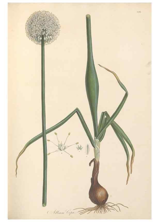 Reproducción/Reproduction 49557369881: Flora Graeca, sive, Plantarum rariorum historia, quas in provinciis aut insulis Graeciae /. Londini :Typis Richardi Taylor et socii, in Vico Shoe-Lane :MDCCCVI-MDCCCXL [1806-1840].. 