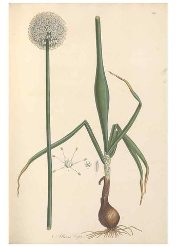 Reproducción/Reproduction 49557369881: Flora Graeca, sive, Plantarum rariorum historia, quas in provinciis aut insulis Graeciae /. Londini :Typis Richardi Taylor et socii, in Vico Shoe-Lane :MDCCCVI-MDCCCXL [1806-1840].. 