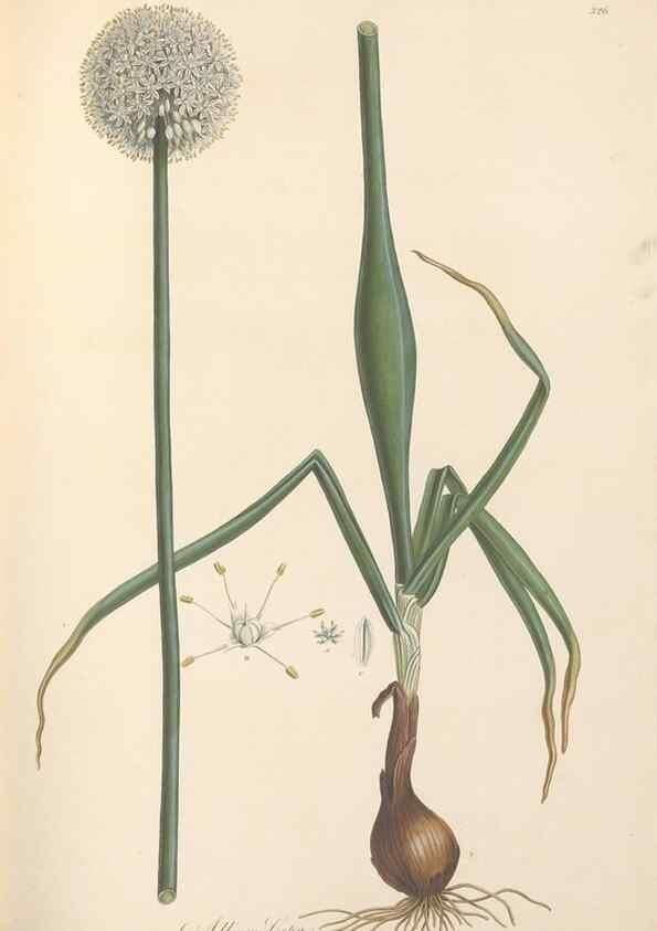 Reproducción/Reproduction 49557369881: Flora Graeca, sive, Plantarum rariorum historia, quas in provinciis aut insulis Graeciae /. Londini :Typis Richardi Taylor et socii, in Vico Shoe-Lane :MDCCCVI-MDCCCXL [1806-1840].. 