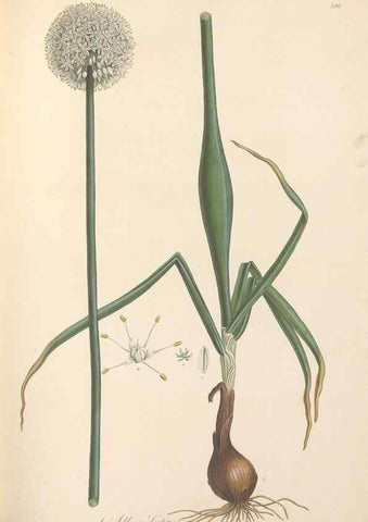 Reproducción/Reproduction 49557369881: Flora Graeca, sive, Plantarum rariorum historia, quas in provinciis aut insulis Graeciae /. Londini :Typis Richardi Taylor et socii, in Vico Shoe-Lane :MDCCCVI-MDCCCXL [1806-1840].. 